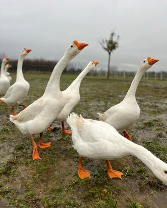 Galline ornamentali e oche cignoidi bianche
