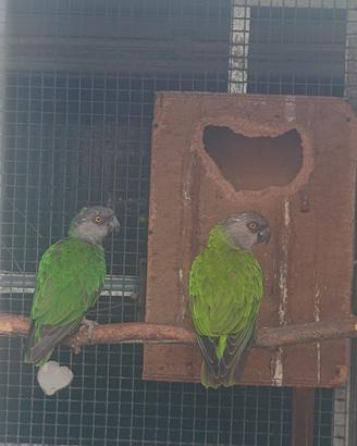 Pappagalli del Senegal