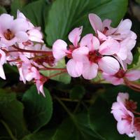 pianta di bergenia