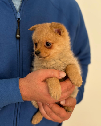 Spitz tedesco