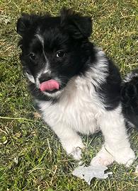 Cuccioli border collie