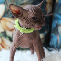 Femmina gatto nudo sphynx