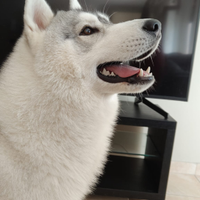 Siberian husky Maschio disponibile per monta