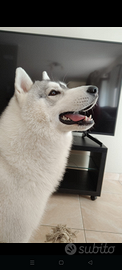 Siberian husky Maschio disponibile per monta
