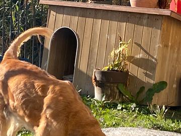 Due cucce per cani di taglia media