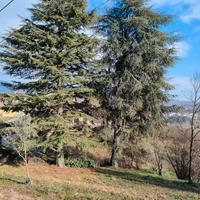 Legna da ardere da tagliare