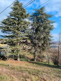 Legna da ardere da tagliare