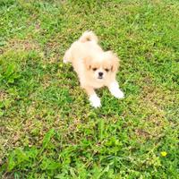 Cucciolo Maschietto di Pechinese