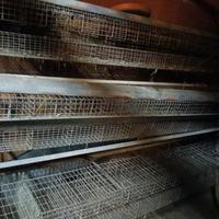 gabbie per allevamento 