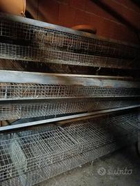 gabbie per allevamento 