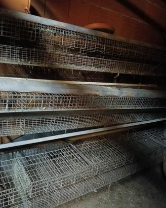 gabbie per allevamento 