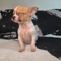 Chihuahua cuccioli maschi