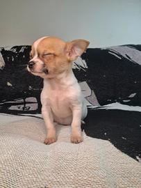 Chihuahua cuccioli maschi