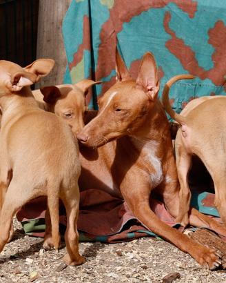 Cucciolata Cirnechi CON PEDEGREE