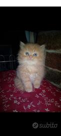 Persiano maschio