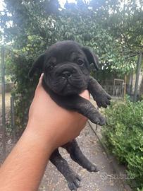 Bulldog francese