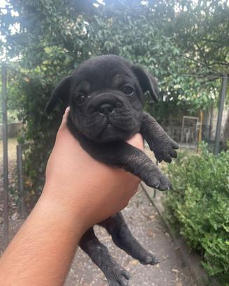 Bulldog francese