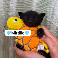 Adotta Pepe, Mirtillo, Muffin e Lola
