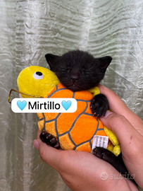 Adotta Pepe, Mirtillo, Muffin e Lola