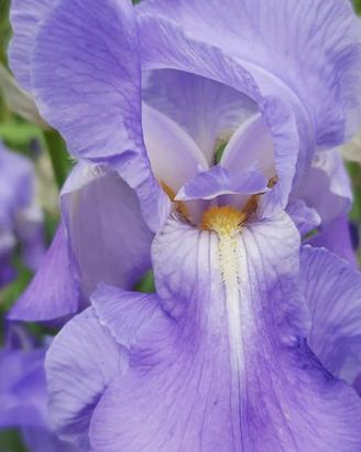 Bulbi di iris