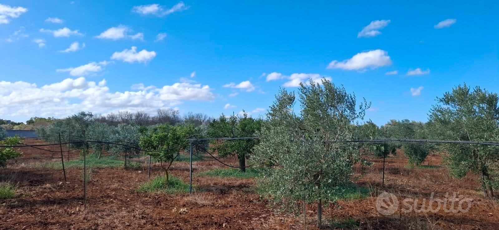 Terreno agricolo - Vista 5
