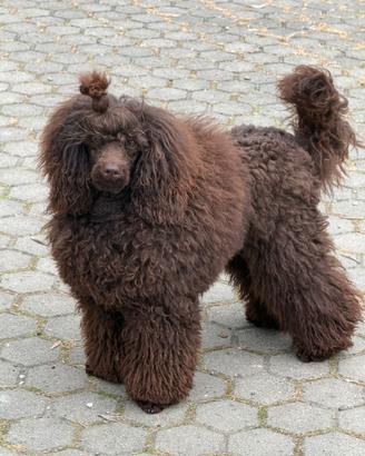 Cucciola di Barboncina