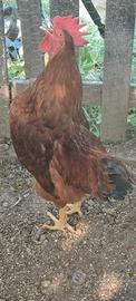 Gallo