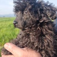 Cucciola barboncino toy