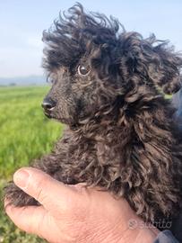 Cucciola barboncino toy