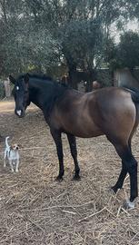 Cavallo ispano arabo