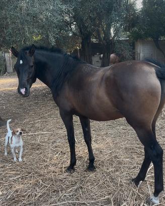 Cavallo ispano arabo