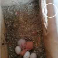 Coppia riproduttiva di inseparabili