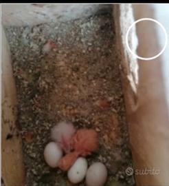 Coppia riproduttiva di inseparabili