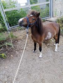 Pony maschio
