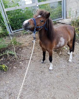 Pony maschio