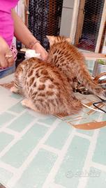 Gatto del Bengala