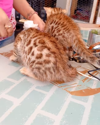 Gatto del Bengala