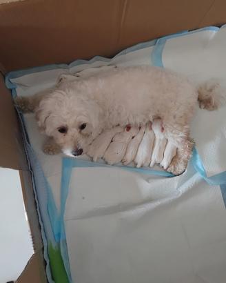Maltese frize