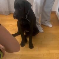 Labrador cucciolo di 6 mesi con pedigree Enci
