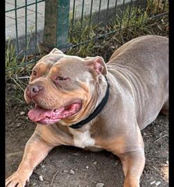 american bully XL 