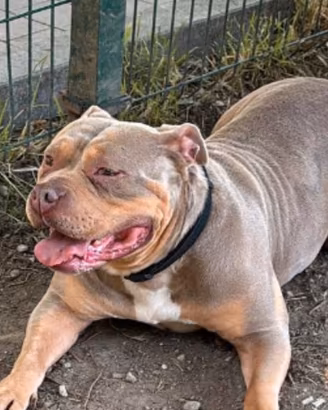 american bully XL 