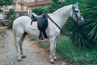 Cavallo Cruzado 7 anni