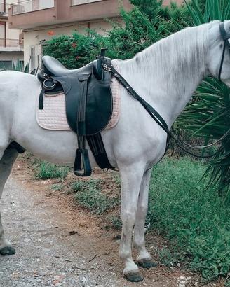 Cavallo Cruzado 7 anni