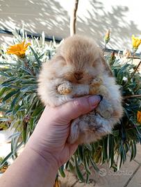 Minilop conigli nani