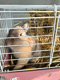 Coniglio ariete maschio bei colori 1 anno