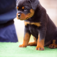 Cuccioli Rottweiler