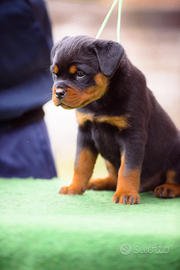 Cuccioli Rottweiler