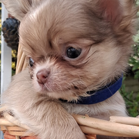 Cuccioli di piccola taglia