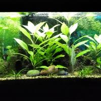 Belle piante d'acquario