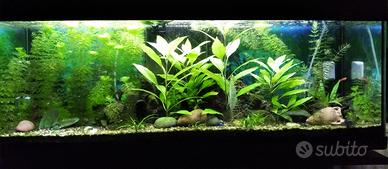 Belle piante d'acquario